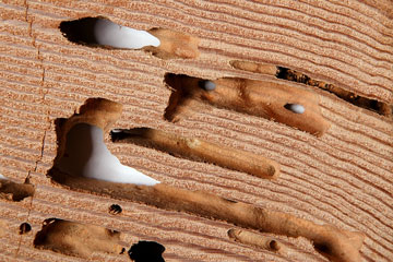 termite damage in dry wood